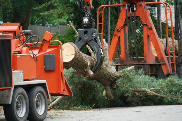 Palm Tree Trimming in Culpeper, VA